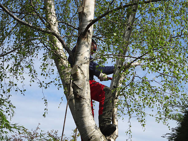 How Our Tree Care Process Works  in  Guadalupe, AZ